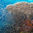 5D4N Luconia Shoals Diving (Liveaboard) 5D4N Luconia Shoals Diving (Liveaboard)