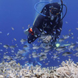 5D4N Luconia Shoals Diving (Liveaboard) 5D4N Luconia Shoals Diving (Liveaboard)