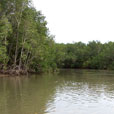 Fireflies and Mangroves Cruise Fireflies and Mangroves Cruise