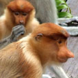 Sepilok Orang Utan Rehabilitation Centre + Rainforest Discovery Centre + Labuk Bay Proboscis Monkey Sanctuary Sepilok Orang Utan Rehabilitation Centre + Rainforest Discovery Centre + Labuk Bay Proboscis Monkey Sanctuary