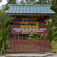 Sepilok Orang Utan Rehabilitation Centre + Rainforest Discovery Centre + Labuk Bay Proboscis Monkey Sanctuary Sepilok Orang Utan Rehabilitation Centre + Rainforest Discovery Centre + Labuk Bay Proboscis Monkey Sanctuary
