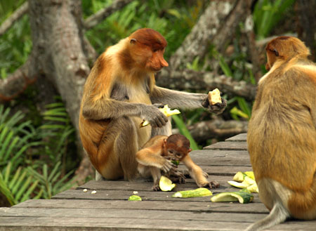 Sepilok Orang Utan Rehabilitation Centre + Rainforest Discovery Centre + Labuk Bay Proboscis Monkey Sanctuary