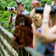 2D1N Sepilok Orang Utan + Kinabatangan River 2D1N Sepilok Orang Utan + Kinabatangan River