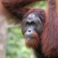 2D1N Sepilok Orang Utan + Kinabatangan River 2D1N Sepilok Orang Utan + Kinabatangan River