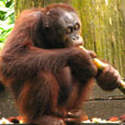 2D1N Sepilok Orang Utan + Kinabatangan River 2D1N Sepilok Orang Utan + Kinabatangan River