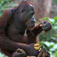 2D1N Sepilok Orang Utan + Kinabatangan River 2D1N Sepilok Orang Utan + Kinabatangan River