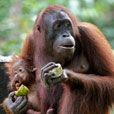 2D1N Sepilok Orang Utan + Kinabatangan River 2D1N Sepilok Orang Utan + Kinabatangan River