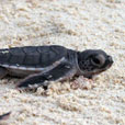 2D1N Selingan Island (Turtle Island) 2D1N Selingan Island (Turtle Island)