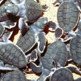 2D1N Selingan Island (Turtle Island) 2D1N Selingan Island (Turtle Island)