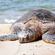 2D1N Selingan Island (Turtle Island) 2D1N Selingan Island (Turtle Island)