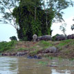 3D2N Sepilok Orang Utan + Kinabatangan River 3D2N Sepilok Orang Utan + Kinabatangan River