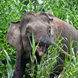 3D2N Kinabatangan River 3D2N Kinabatangan River