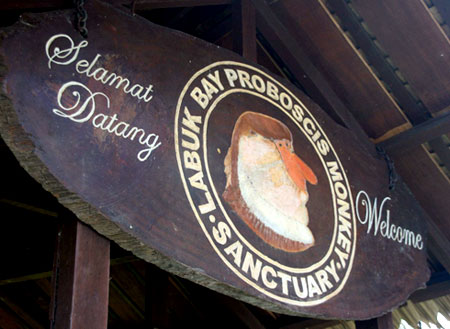 3D2N Selingan Island + Sepilok Orang Utan + Labuk Bay Proboscis Monkey + Kinabatangan River