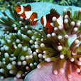 3D2N / 4D3N Lankayan Island: Lankayan Island Dive Resort 3D2N / 4D3N Lankayan Island: Lankayan Island Dive Resort