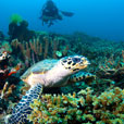 3D2N / 4D3N Lankayan Island: Lankayan Island Dive Resort 3D2N / 4D3N Lankayan Island: Lankayan Island Dive Resort