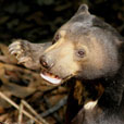 Bornean Sun Bear + Sepilok Orang Utan Bornean Sun Bear + Sepilok Orang Utan