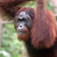 Bornean Sun Bear + Sepilok Orang Utan Bornean Sun Bear + Sepilok Orang Utan