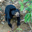 Bornean Sun Bear + Sepilok Orang Utan Bornean Sun Bear + Sepilok Orang Utan