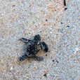 2D1N Selingan Turtle Island & Sepilok Orang Utan 2D1N Selingan Turtle Island & Sepilok Orang Utan