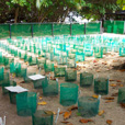 2D1N Selingan Turtle Island & Sepilok Orang Utan 2D1N Selingan Turtle Island & Sepilok Orang Utan