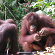 2D1N Selingan Turtle Island & Sepilok Orang Utan 2D1N Selingan Turtle Island & Sepilok Orang Utan