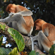 2D1N Selingan Turtle Island & Sepilok Orang Utan 2D1N Selingan Turtle Island & Sepilok Orang Utan