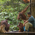 3D2N Selingan Turtle Island & Sepilok Orang Utan + Kinabatangan River 3D2N Selingan Turtle Island & Sepilok Orang Utan + Kinabatangan River