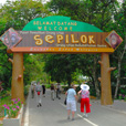 3D2N Selingan Turtle Island & Sepilok Orang Utan + Kinabatangan River 3D2N Selingan Turtle Island & Sepilok Orang Utan + Kinabatangan River