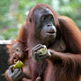 3D2N Selingan Turtle Island & Sepilok Orang Utan + Kinabatangan River 3D2N Selingan Turtle Island & Sepilok Orang Utan + Kinabatangan River