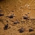 3D2N Selingan Turtle Island & Sepilok Orang Utan + Kinabatangan River 3D2N Selingan Turtle Island & Sepilok Orang Utan + Kinabatangan River
