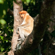 3D2N Selingan Turtle Island & Sepilok Orang Utan + Kinabatangan River 3D2N Selingan Turtle Island & Sepilok Orang Utan + Kinabatangan River
