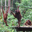 4D3N Selingan Turtle Island + Sepilok Orang Utan +  Kinabatangan River 4D3N Selingan Turtle Island + Sepilok Orang Utan +  Kinabatangan River