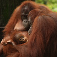 4D3N Selingan Turtle Island + Sepilok Orang Utan +  Kinabatangan River 4D3N Selingan Turtle Island + Sepilok Orang Utan +  Kinabatangan River