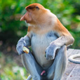 4D3N Selingan Turtle Island + Sepilok Orang Utan +  Kinabatangan River 4D3N Selingan Turtle Island + Sepilok Orang Utan +  Kinabatangan River