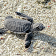 4D3N Selingan Turtle Island + Sepilok Orang Utan +  Kinabatangan River 4D3N Selingan Turtle Island + Sepilok Orang Utan +  Kinabatangan River