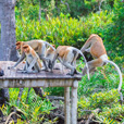 3D2N Sandakan Historical + Wildlife Tour 3D2N Sandakan Historical + Wildlife Tour
