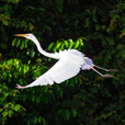 3D2N Sandakan Historical + Wildlife Tour 3D2N Sandakan Historical + Wildlife Tour