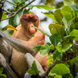 3D2N Sandakan Historical + Wildlife Tour 3D2N Sandakan Historical + Wildlife Tour