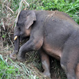 3D2N Sandakan Historical + Wildlife Tour 3D2N Sandakan Historical + Wildlife Tour
