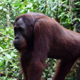 4D3N Sandakan Historical + Wildlife Tour + Selingan Island 4D3N Sandakan Historical + Wildlife Tour + Selingan Island