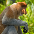 4D3N Sandakan Historical + Wildlife Tour + Selingan Island 4D3N Sandakan Historical + Wildlife Tour + Selingan Island