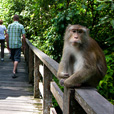 4D3N Sandakan Historical + Wildlife Tour + Selingan Island 4D3N Sandakan Historical + Wildlife Tour + Selingan Island