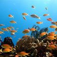3D2N  MATAKING ISLAND - THE REEF DIVE RESORT 3D2N  MATAKING ISLAND - THE REEF DIVE RESORT