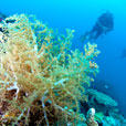 3D2N  MATAKING ISLAND - THE REEF DIVE RESORT 3D2N  MATAKING ISLAND - THE REEF DIVE RESORT