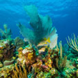 3D2N  MATAKING ISLAND - THE REEF DIVE RESORT 3D2N  MATAKING ISLAND - THE REEF DIVE RESORT