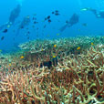 3D2N  MABUL ISLAND - SIPADAN WATER VILLAGE RESORT 3D2N  MABUL ISLAND - SIPADAN WATER VILLAGE RESORT