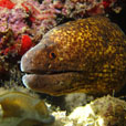 3D2N KAPALAI ISLAND - Sipadan KAPALI Dive Resort  3D2N KAPALAI ISLAND - Sipadan KAPALI Dive Resort