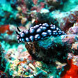 3D2N KAPALAI ISLAND - Sipadan KAPALI Dive Resort  3D2N KAPALAI ISLAND - Sipadan KAPALI Dive Resort