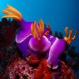 5D4N Mabul Island : Seaventures Dive Resort (Dive Rig) 5D4N Mabul Island : Seaventures Dive Resort (Dive Rig)