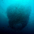 5D4N Mabul Island : Seaventures Dive Resort (Dive Rig) 5D4N Mabul Island : Seaventures Dive Resort (Dive Rig)